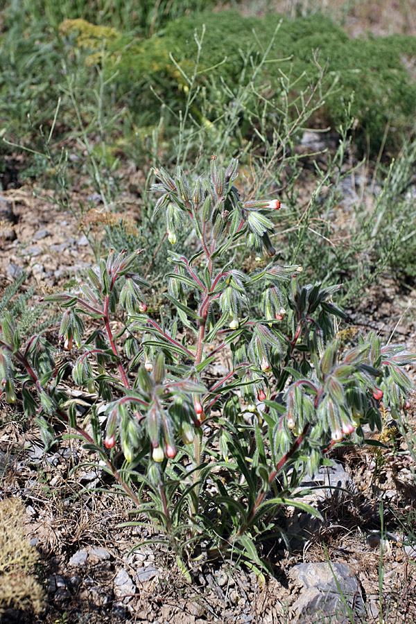 Image of Onosma dichroantha specimen.