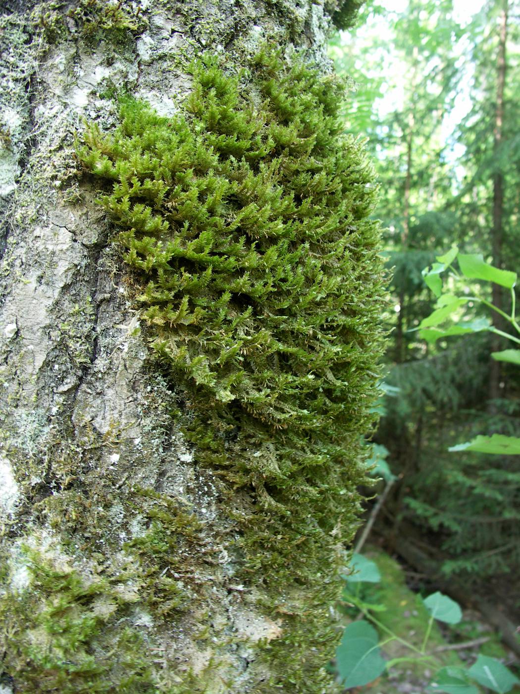 Image of Neckera pennata specimen.