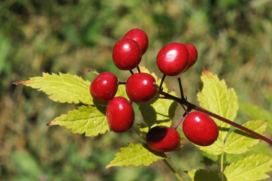 Image of Actaea rubra specimen.