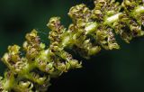 Juglans mandshurica. Часть мужского соцветия. Московская обл., Раменский р-н, окр. дер. Хрипань, садовый участок. 28.05.2015.