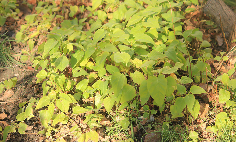 Изображение особи Syringa vulgaris.