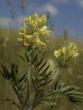 Oxytropis pilosa