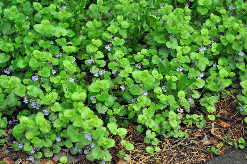 Image of Glechoma hederacea specimen.