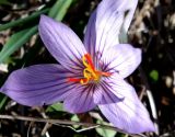 Crocus pallasii