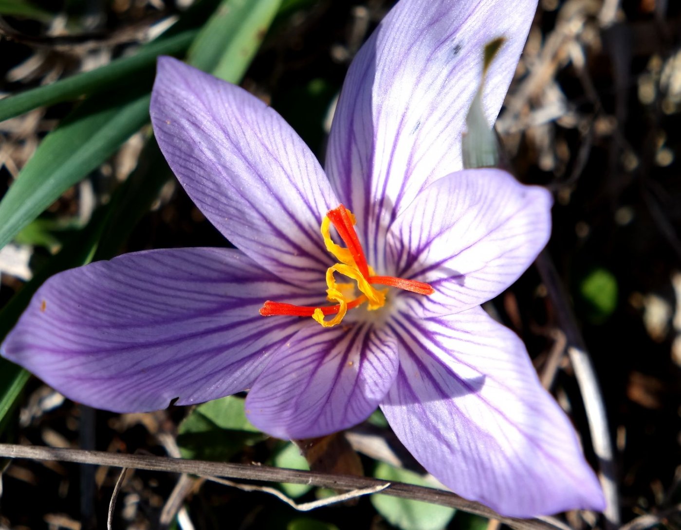 Изображение особи Crocus pallasii.