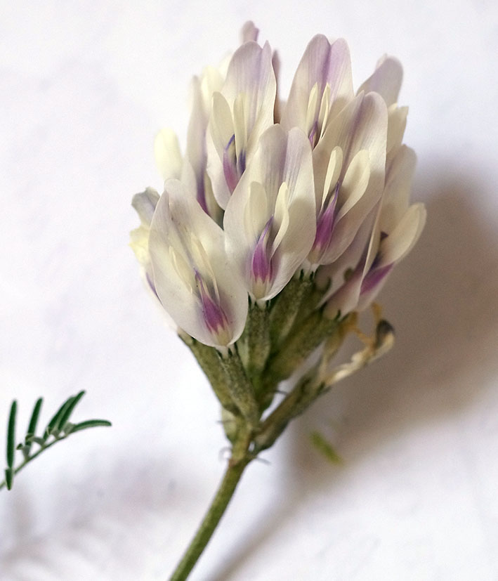 Изображение особи Astragalus karkarensis.