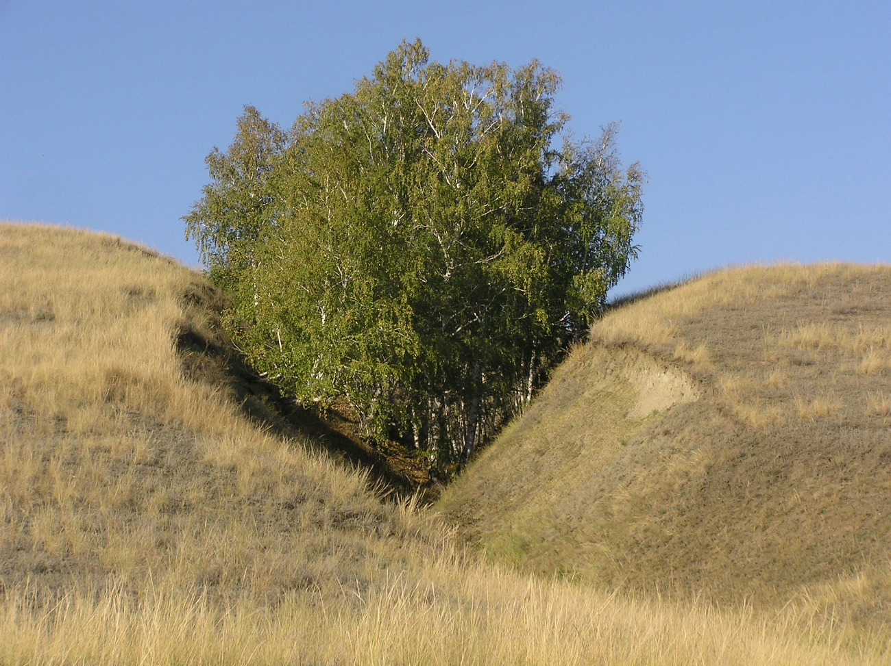 Изображение особи Betula pendula.