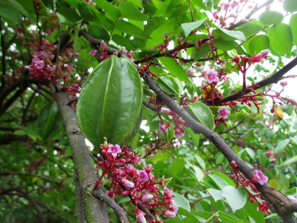 Image of Averrhoa carambola specimen.