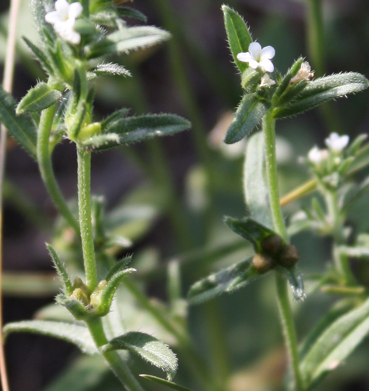 Изображение особи Buglossoides arvensis.