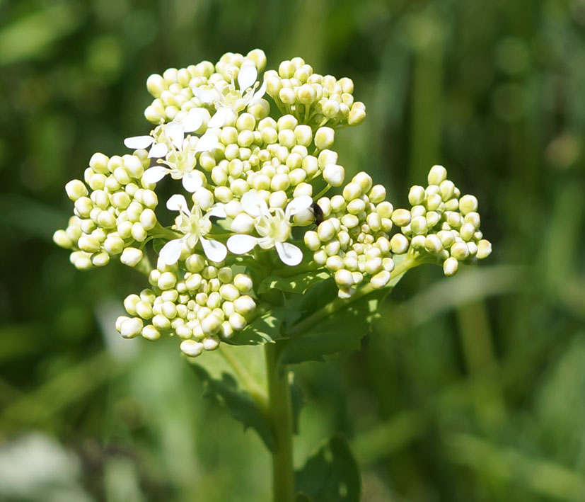 Image of Cardaria draba specimen.