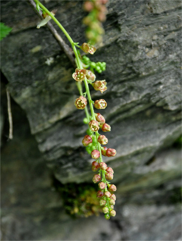 Image of Ribes biebersteinii specimen.
