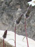Campanula dasyantha