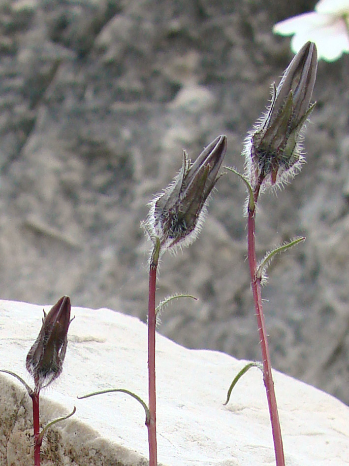 Image of Campanula dasyantha specimen.