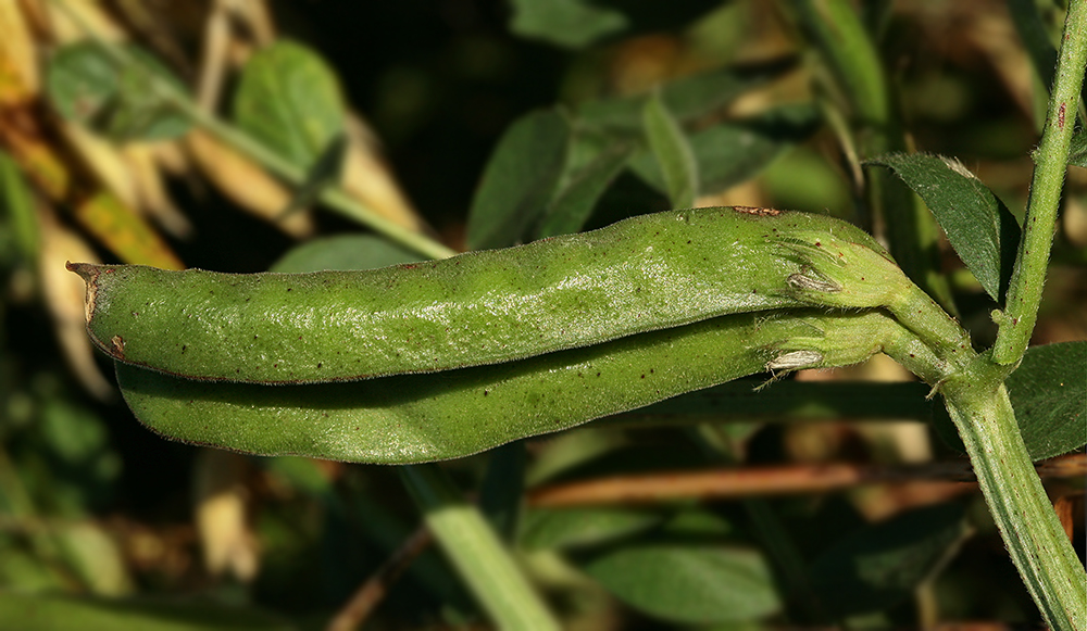 Изображение особи Vicia sativa.