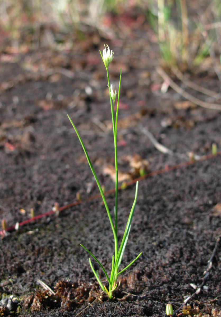 Изображение особи Rhynchospora alba.