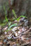 Maianthemum bifolium. Расцветающее растение в сосновом лесу. Мурманская обл., Кандалакшский р-н, берег оз. Ориярви. 18.06.2015.