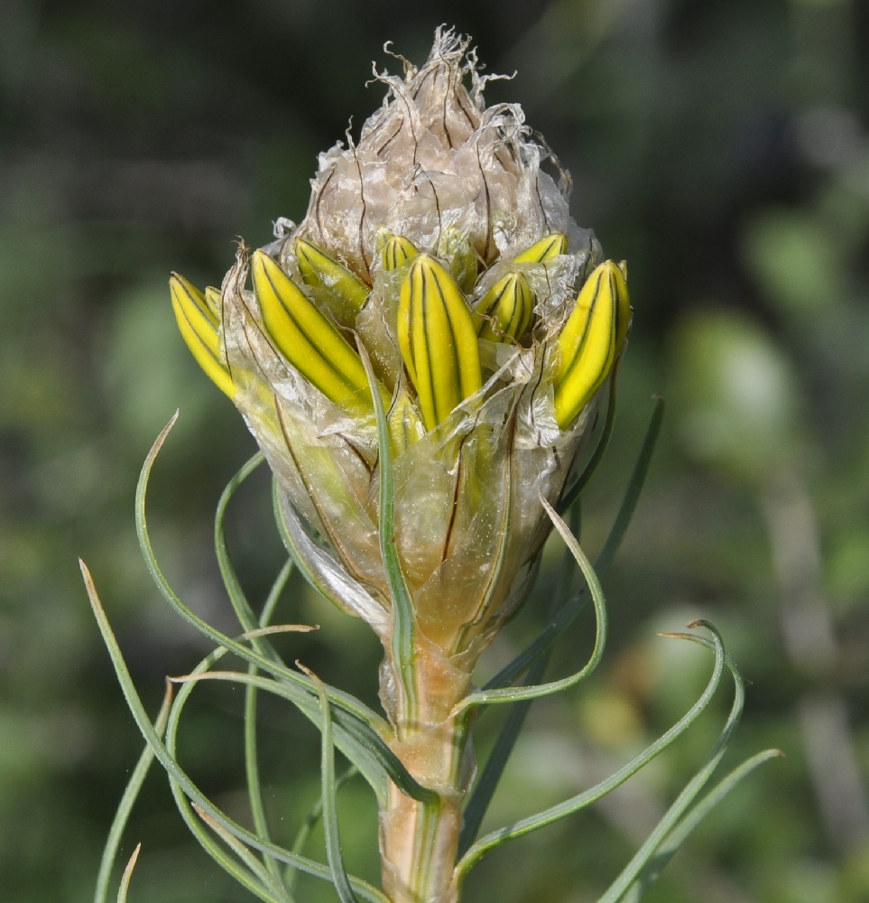 Image of Asphodeline lutea specimen.