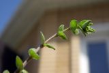 Arenaria serpyllifolia. Верхушка вегетирующего растения. Республика Адыгея, г. Майкоп, во дворе дома на лужайке. 08.04.2016.