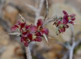 Noaea mucronata. Верхушка веточки с соплодиями. Израиль, Самарийская пустыня, окр. поселения Маале Михмаш. 27.11.2014.