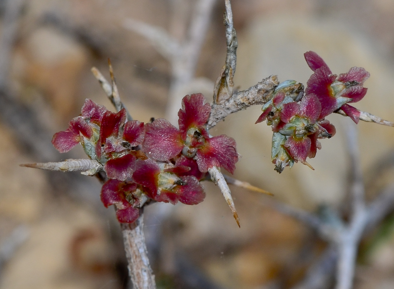 Изображение особи Noaea mucronata.