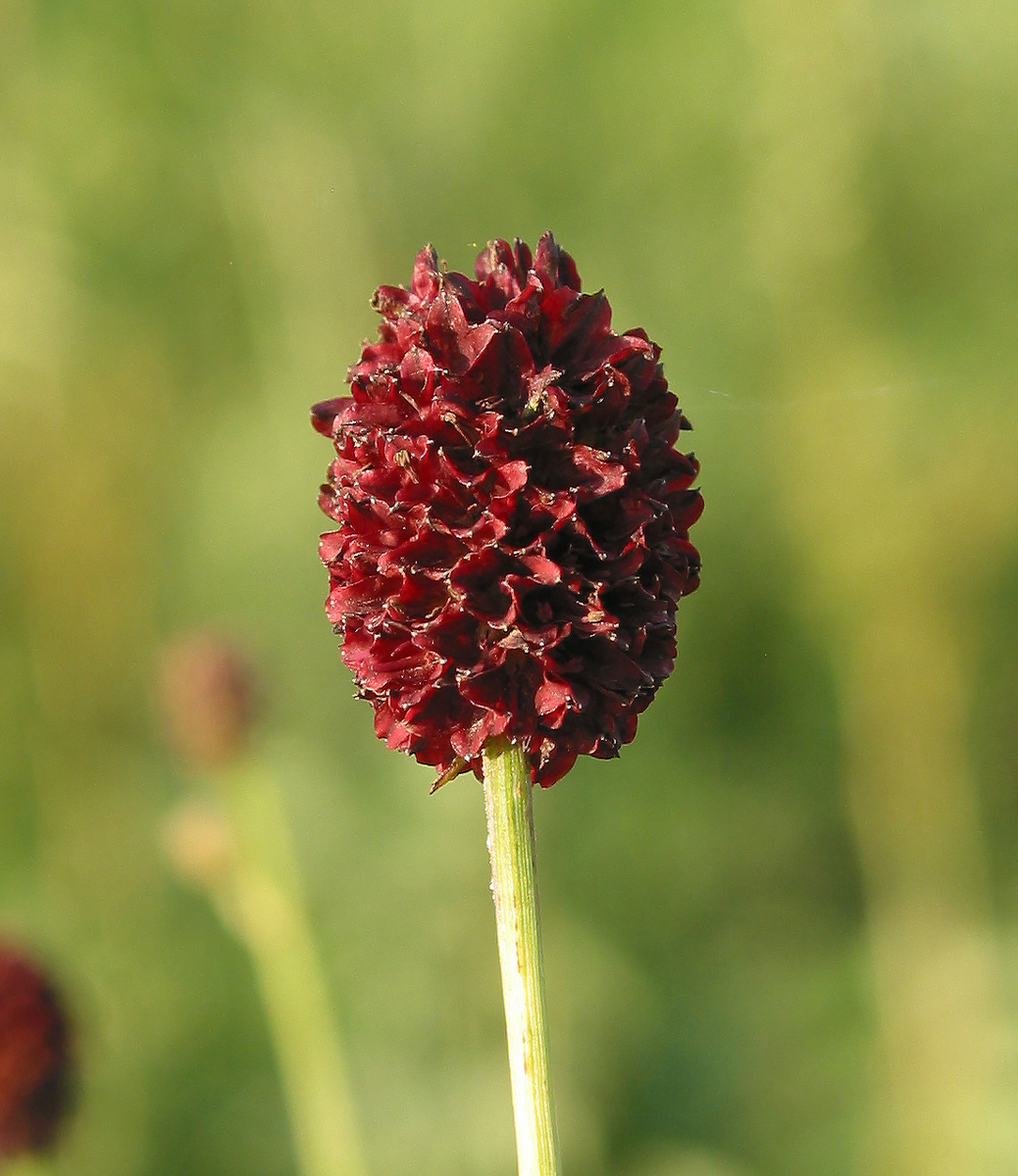 Image of Sanguisorba officinalis specimen.