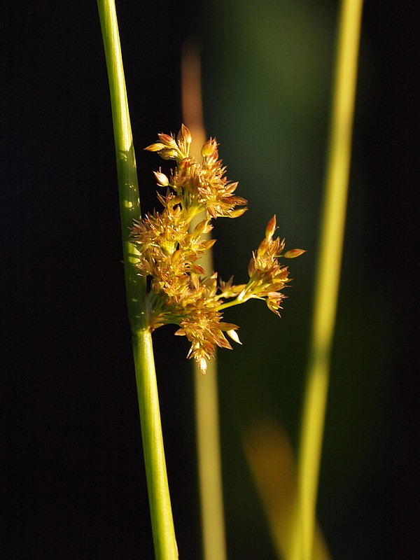 Изображение особи Juncus effusus.