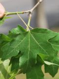 View full-size image Acer campestre