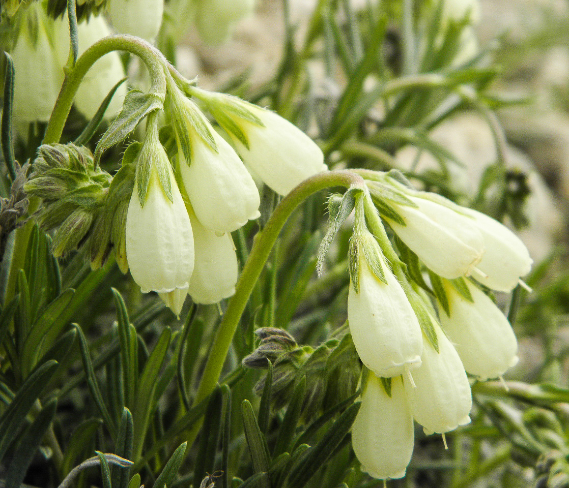 Image of Onosma tanaitica specimen.