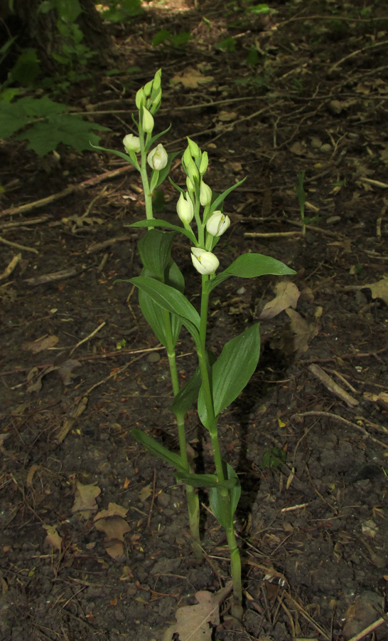 Image of Cephalanthera damasonium specimen.