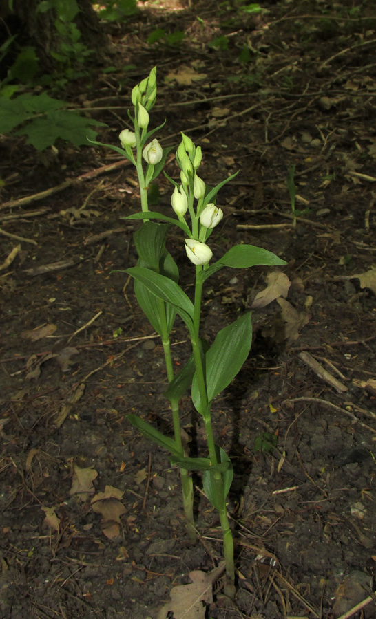 Изображение особи Cephalanthera damasonium.