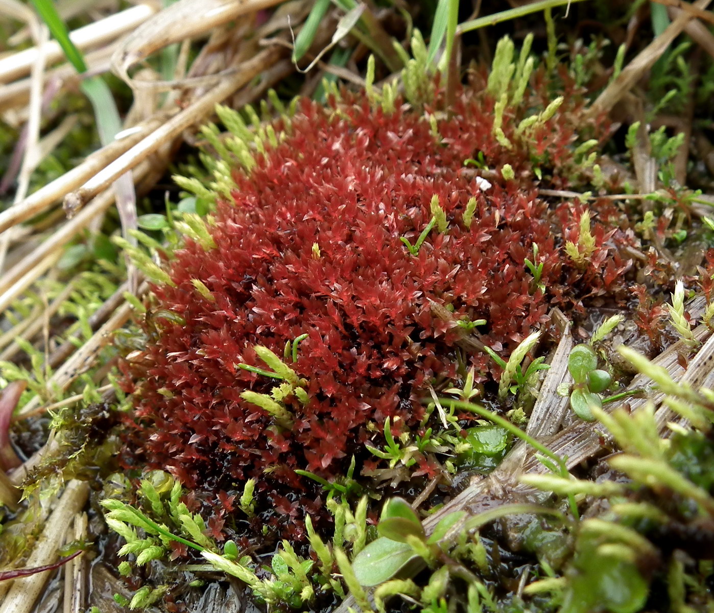 Image of genus Bryum specimen.