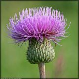 Cirsium canum. Соцветие. Республика Татарстан, Актанышский район, р. Сюнь, 25.07.2008.