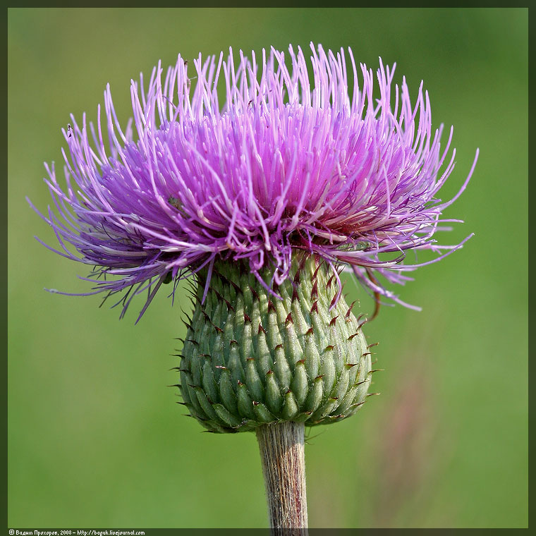 Изображение особи Cirsium canum.