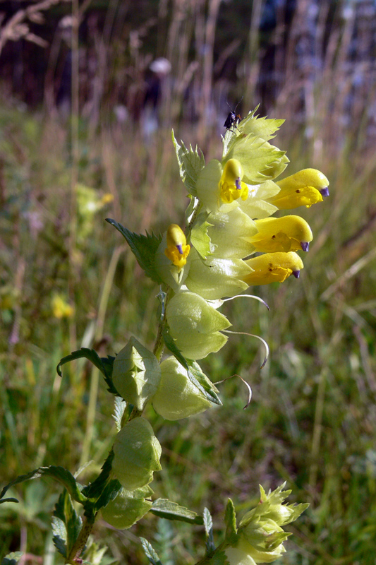 Изображение особи Rhinanthus vernalis.