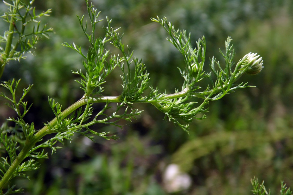 Изображение особи Tripleurospermum inodorum.