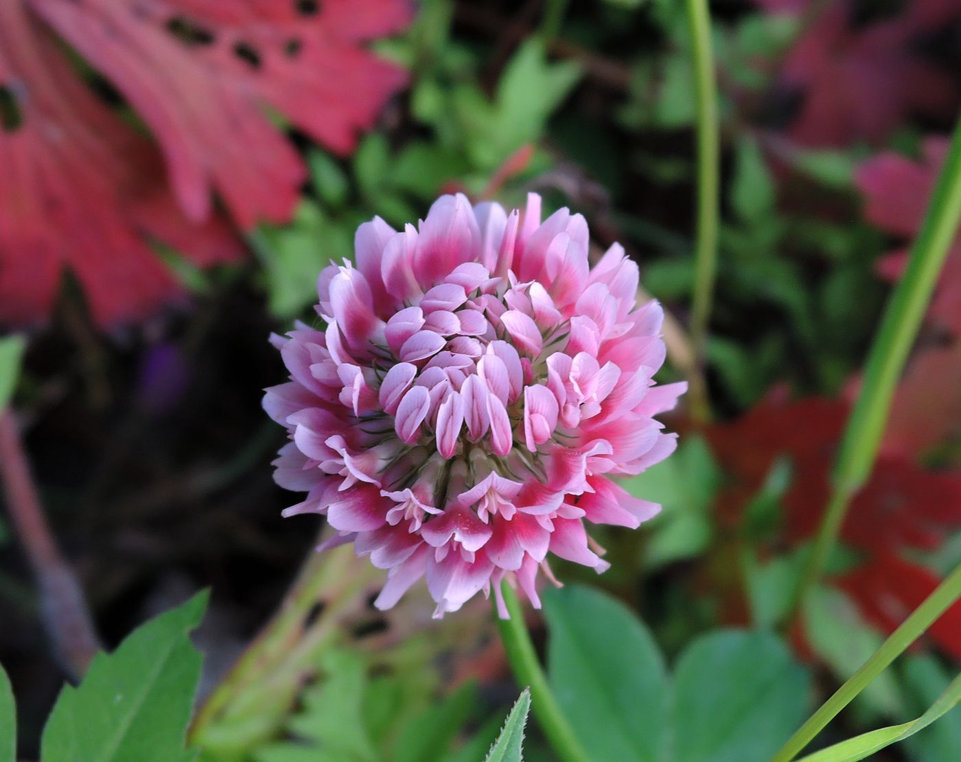 Изображение особи Trifolium hybridum ssp. elegans.