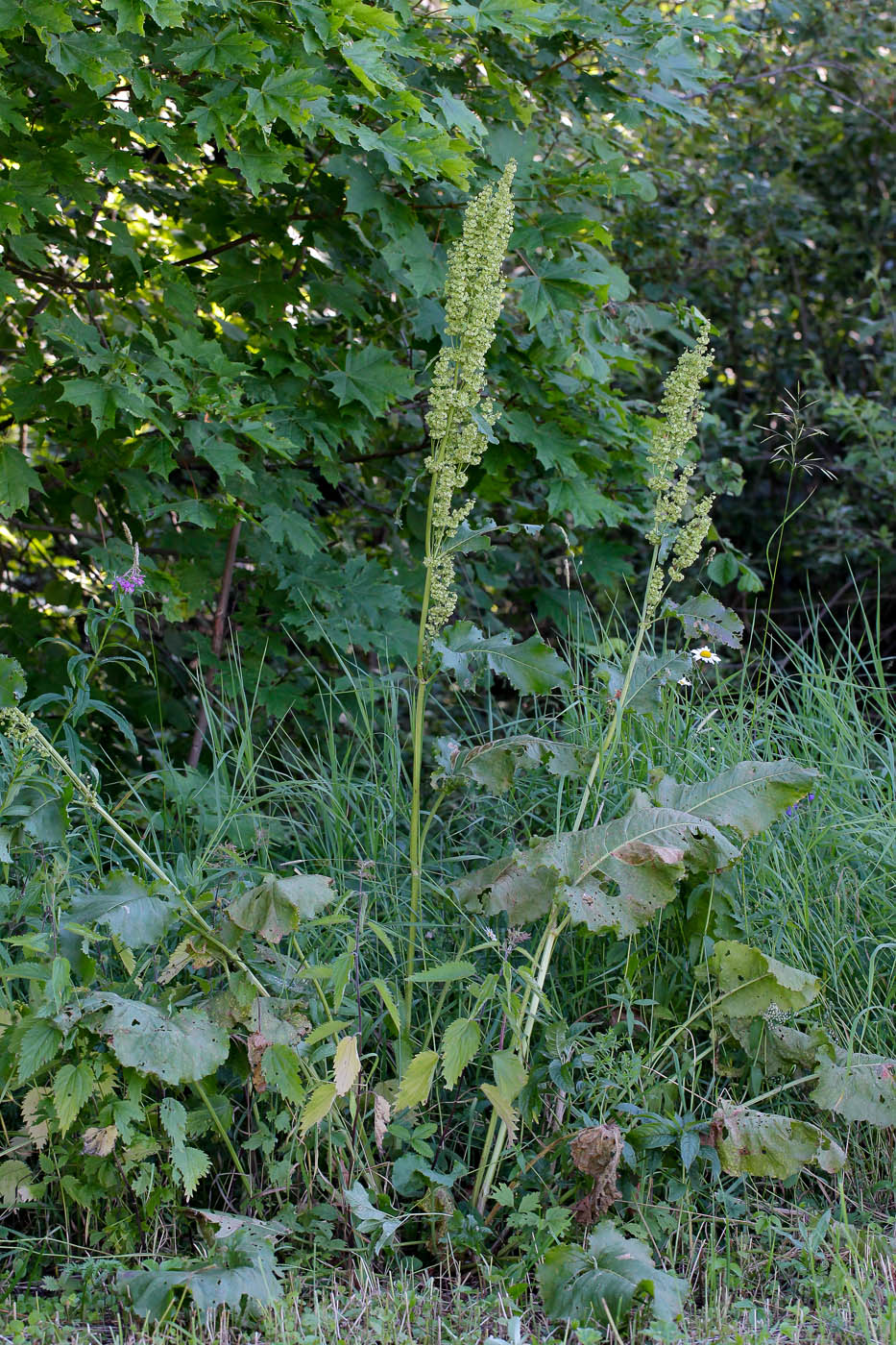 Image of Rumex confertus specimen.