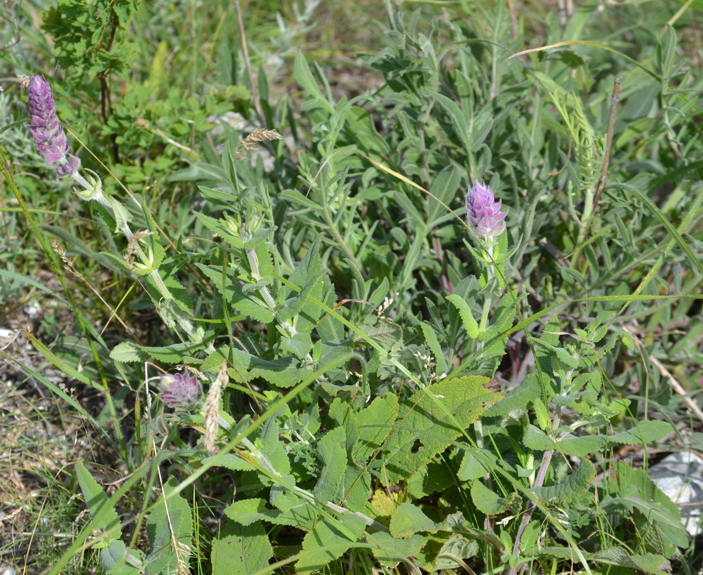 Image of Salvia tesquicola specimen.