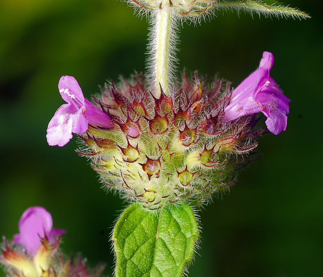 Image of Clinopodium vulgare specimen.