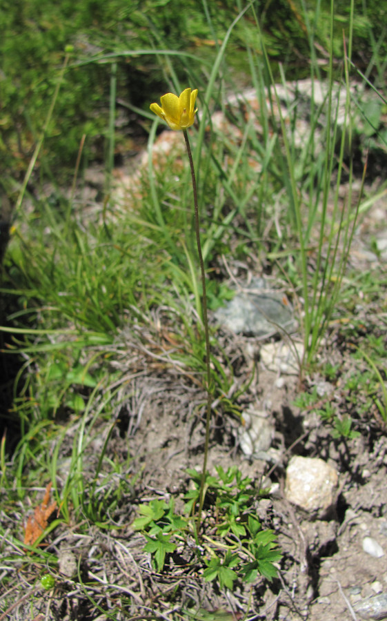 Image of Ranunculus crassifolius specimen.