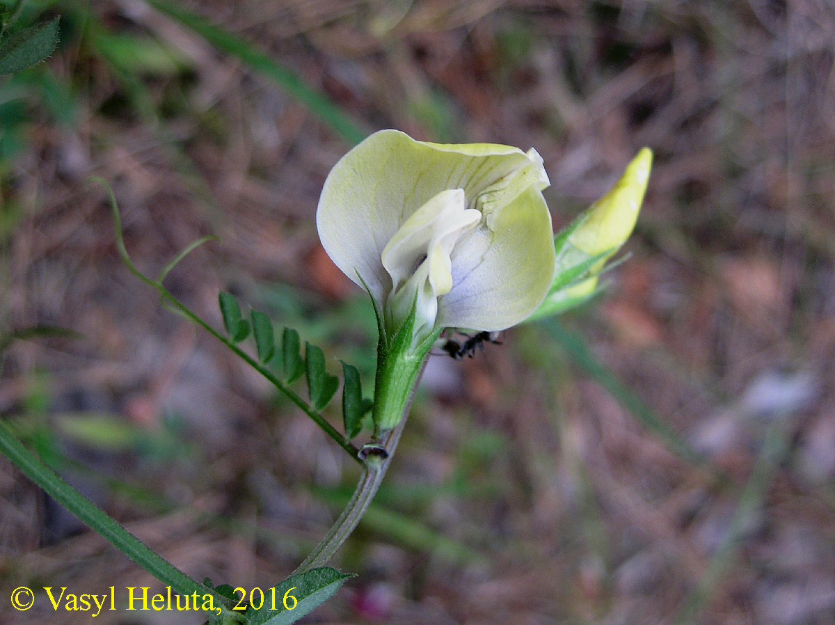 Image of Vicia grandiflora specimen.