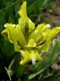 Iris pumila