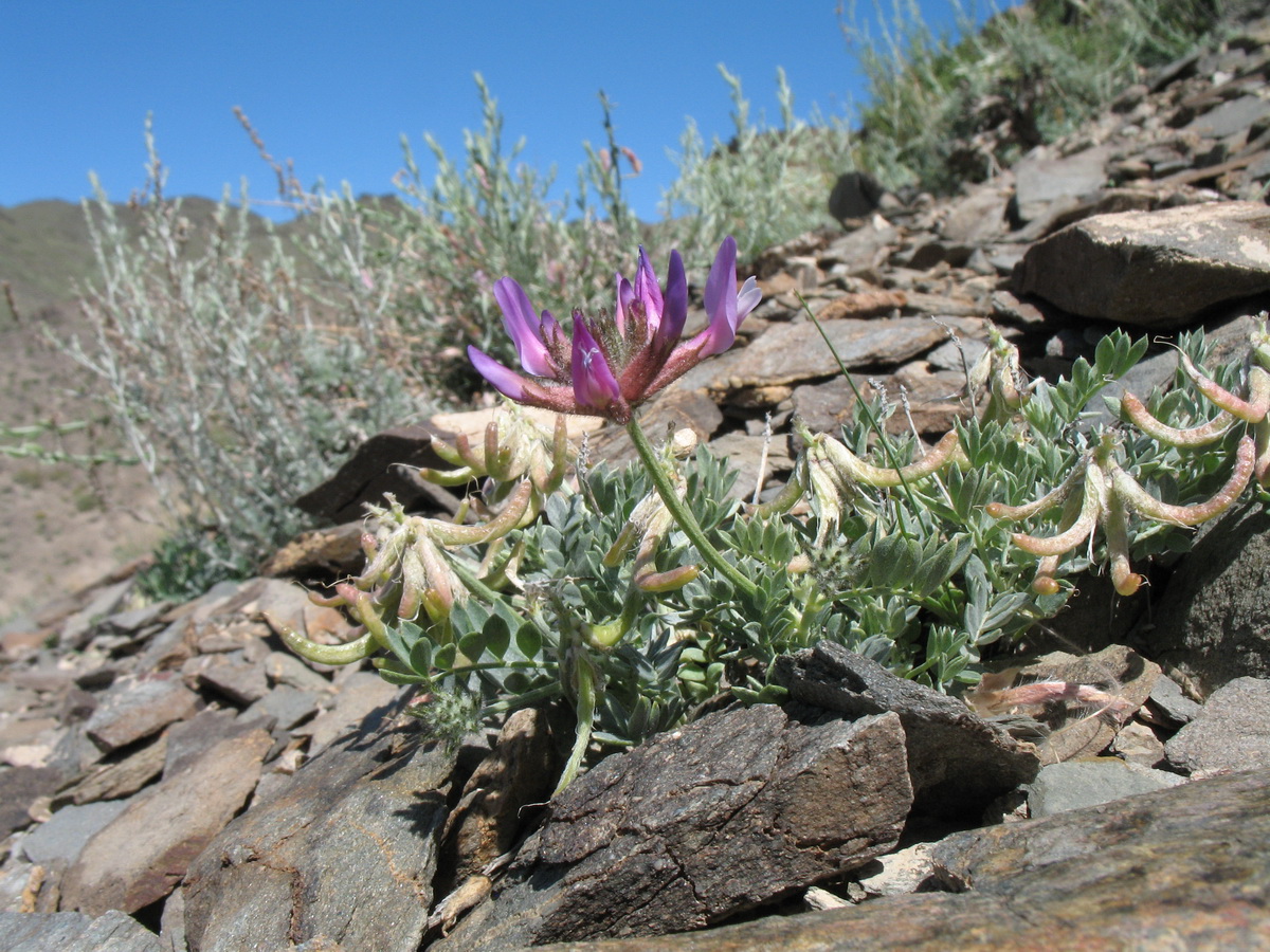 Изображение особи Astragalus petraeus.