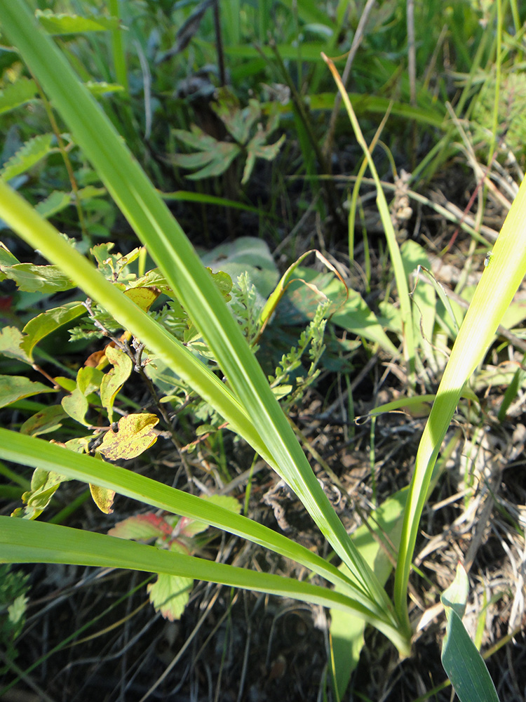 Image of Hemerocallis minor specimen.