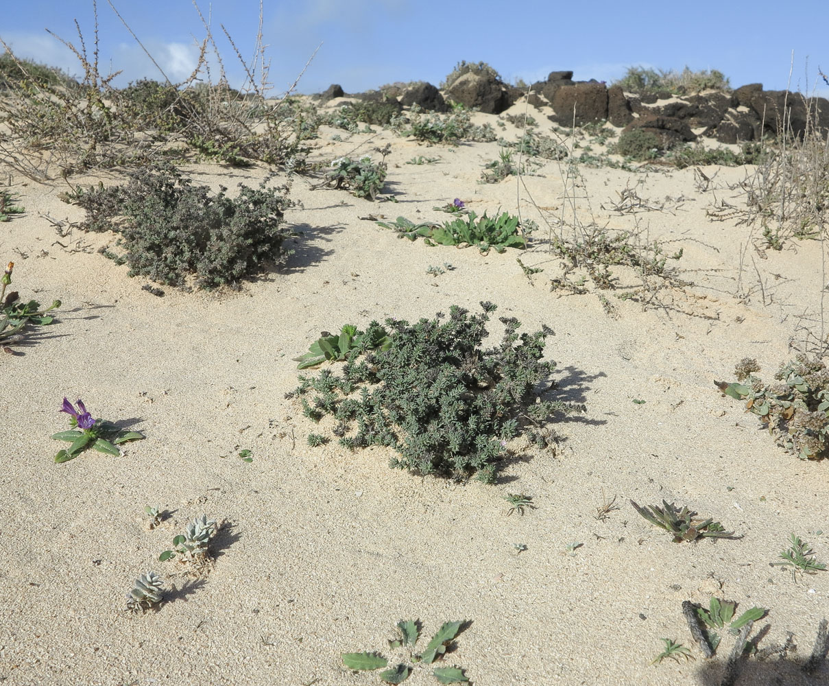 Image of Frankenia capitata specimen.