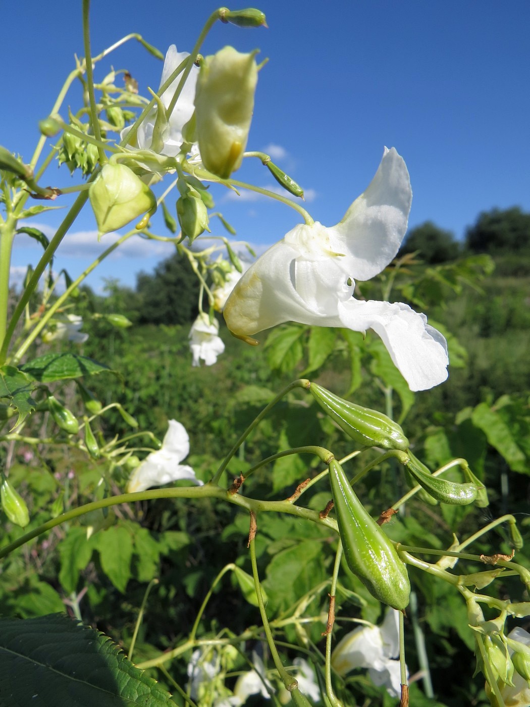 Image of Impatiens glandulifera specimen.