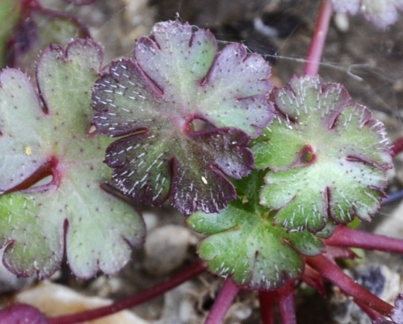 Image of Geranium lucidum specimen.