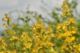Solidago virgaurea subspecies dahurica. Верхушки цветущих растений. Приморский край, Шкотовский р-н, окр. пос. Подъяпольск, м. Открытый, обочина тропинки на склоне сопки. 24.09.2016.