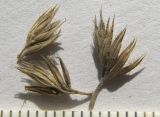 Phleum tzvelevii
