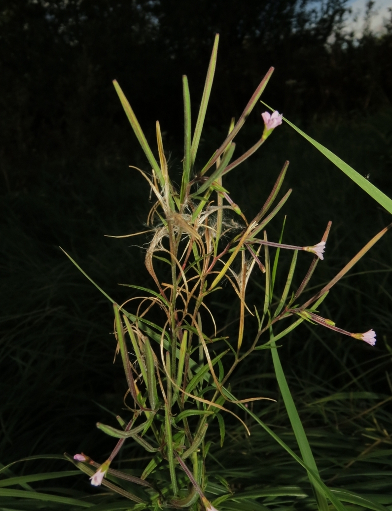 Изображение особи Epilobium palustre.